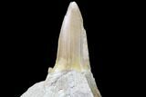 Otodus Shark Tooth Fossil In Rock - Eocene #87013-2